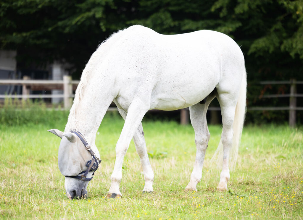 Pferd auf einr Weide des Reitstall Esser im Kölner Norden